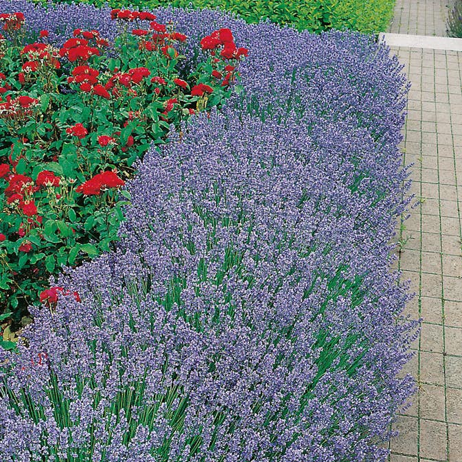 Lavendel Omnia Garden Hidcote Liten Kruka