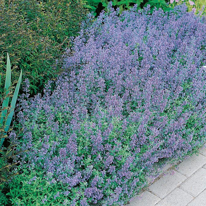 Perenn Omnia Garden Kantnepeta
