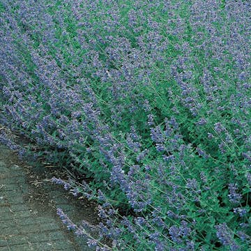 Perenn Omnia Garden Kantnepeta Six Hills Giant