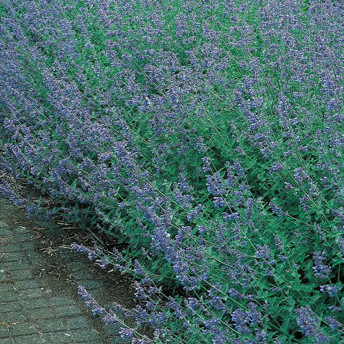 Perenn Omnia Garden Kantnepeta Six Hills Giant