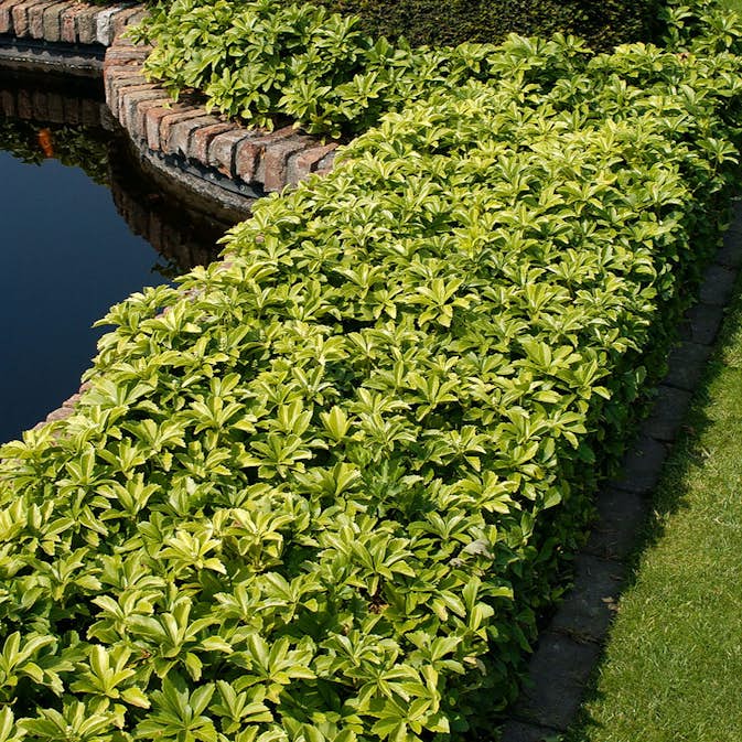 Perenn Omnia Garden Skuggröna Green Carpet