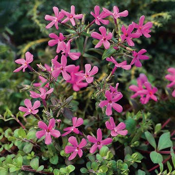 Perenn Omnia Garden Krypflox Home Fires