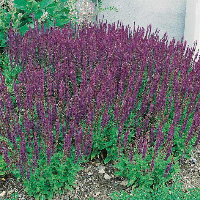 Perenn Omnia Garden Stäppsalvia Ostfrisland