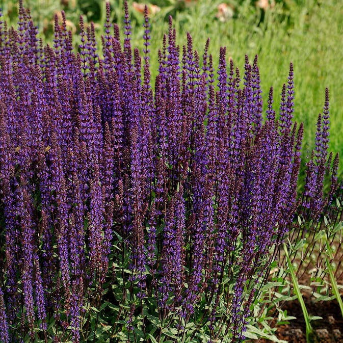 Perenn Omnia Garden Stäppsalvia Caradonna