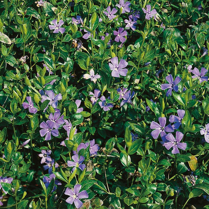Vintergröna Omnia Garden