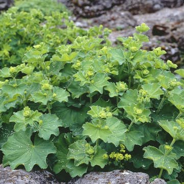 Perenn Omnia Garden Praktdaggkåpa Liten