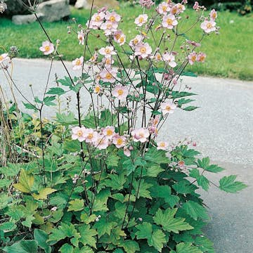 Rabattblomma Omnia Garden Höstanemon Königin Charlott