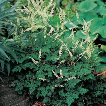 Perenn Omnia Garden Koreansk Plymspirea