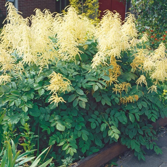 Perenn Omnia Garden Plymspirea