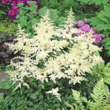 Snittblomma Omnia Garden Astilbe Brautenschleier