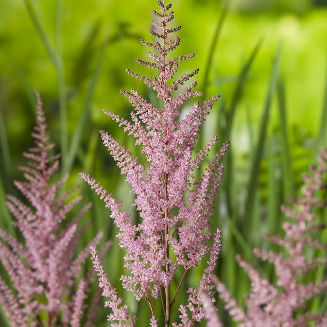 Snittblomma Omnia Garden Astilbe Erika