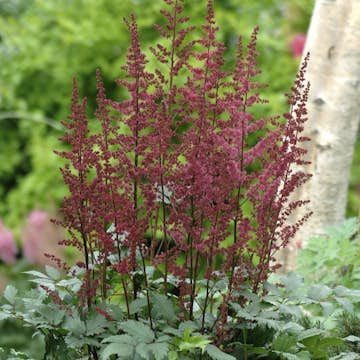 Snittblomma Omnia Garden Astilbe Etna