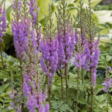 Snittblomma Omnia Garden Dvärgastilbe