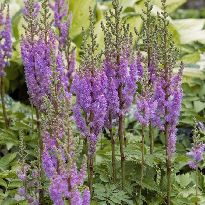 Snittblomma Omnia Garden Dvärgastilbe