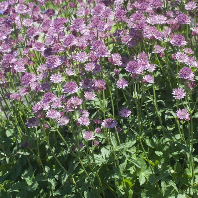 Perenn Omnia Garden Stjärnflocka Major Roma