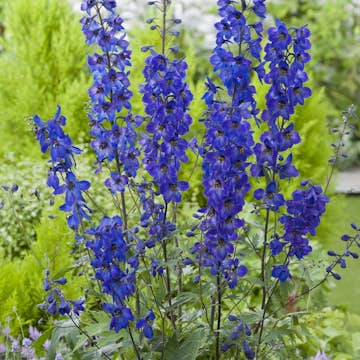 Perenn Omnia Garden Trädgårdsriddarsporre Black Knight