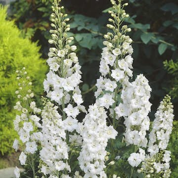 Perenn Omnia Garden Trädgårdsriddarsporre Galahard