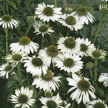 Perenn Omnia Garden Solhatt Alba