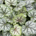 Perenn Omnia Garden Alunrot Green Spice