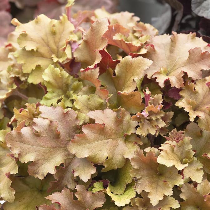 Perenn Omnia Garden Alunrot Marmelade