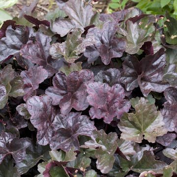 Perenn Omnia Garden Alunrot Obsidian