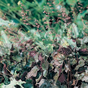 Perenn Omnia Garden Alunrot Rachel