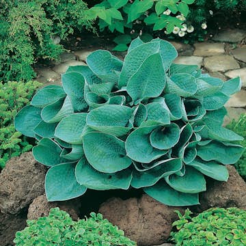 Rabattblomma Omnia Garden Funkia Big Daddy