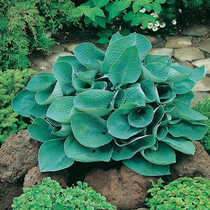 Rabattblomma Omnia Garden Funkia Big Daddy