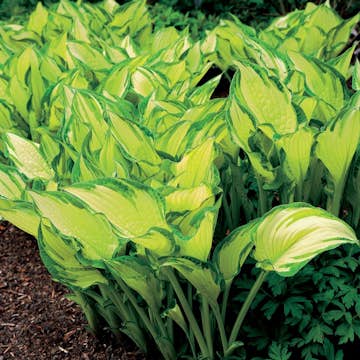 Blomsterfunkia Omnia Garden Fortunei Albopicta