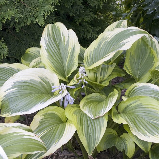 Blomsterfunkia Omnia Garden Fortunei Aureomarginata