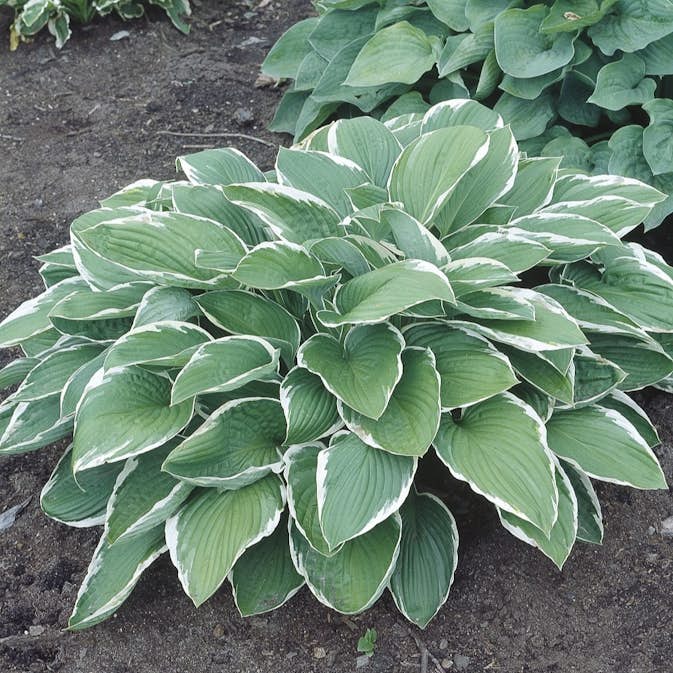 Blomsterfunkia Omnia Garden Fortunei Francee