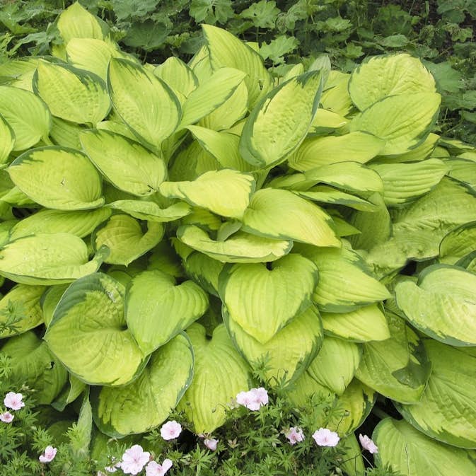 Blomsterfunkia Omnia Garden Fortunei Gold Standard