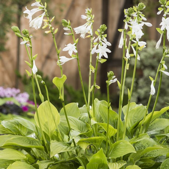 Blomsterfunkia Omnia Garden Doftfunkia Royal Standard