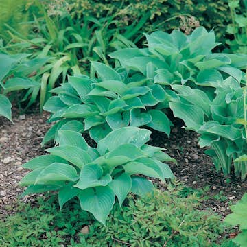 Blomsterfunkia Omnia Garden Daggfunkia Sieboldiana