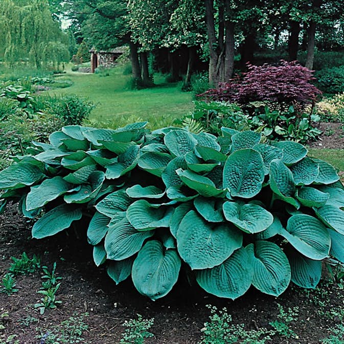 Blomsterfunkia Omnia Garden Daggfunkia Sieboldiana Elegans