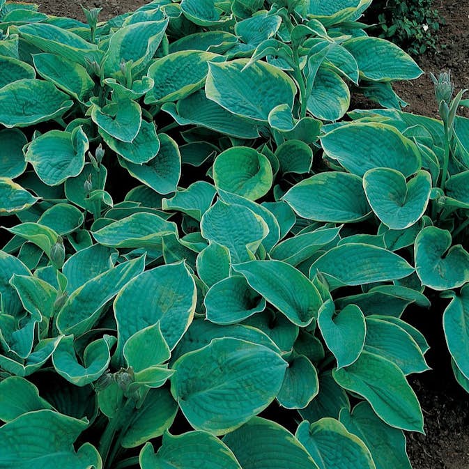 Blomsterfunkia Omnia Garden Daggfunkia Sieboldiana Frances Williams