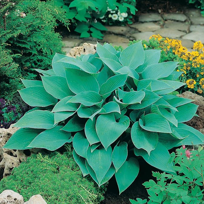 Perenn Omnia Garden Blåfunkia Halcyon