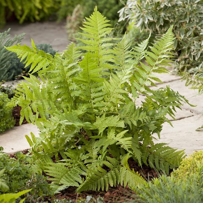 Ormbunke Omnia Garden Träjon