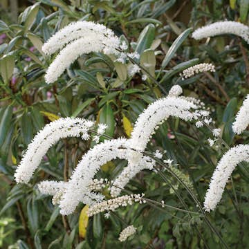 Perenn Omnia Garden Höstsilverax Brunette
