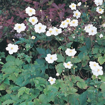 Perenn Omnia Garden Höstanemon Honorine Jobert