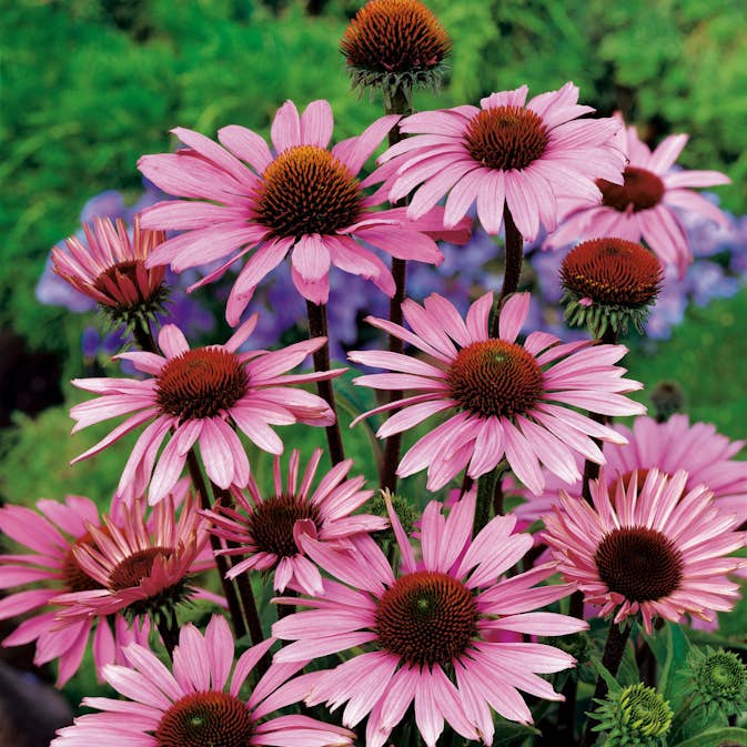 Perenn Omnia Garden Röd Solhatt Röd Rudbeckia Magnus