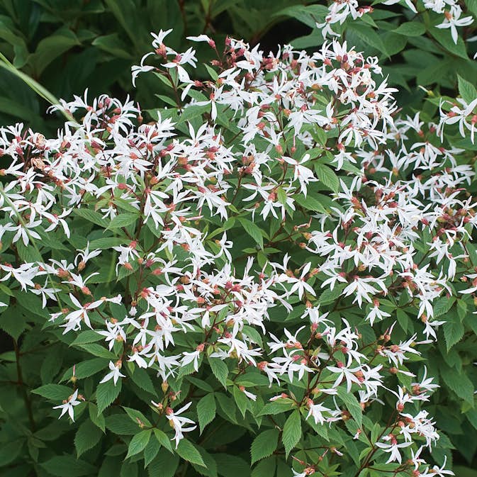 Perenn Omnia Garden Gillenia Trebladspira