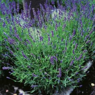 Lavendel Omnia Garden Hidcote Stor Kruka