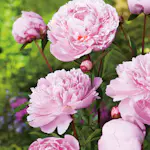 Luktpion Omnia Garden Sarah Bernardt