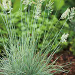 Perenn Omnia Garden Blåsvingel Elijah Blue