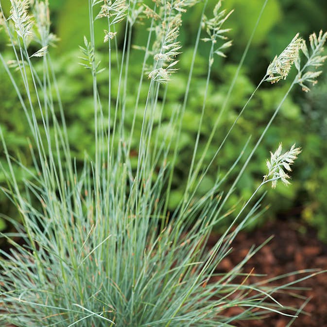 Perenn Omnia Garden Blåsvingel Elijah Blue