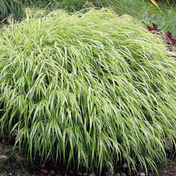 Prydnadsgräs Omnia Garden Hakonegräs Hakonechloa Macra Liten Kruka