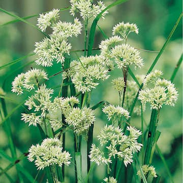 Perenn Omnia Garden Silverfryle