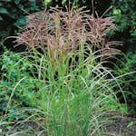 Prydnadsgräs Glansmiskantus Omnia Garden Japanskt Gräs Ferner Osten