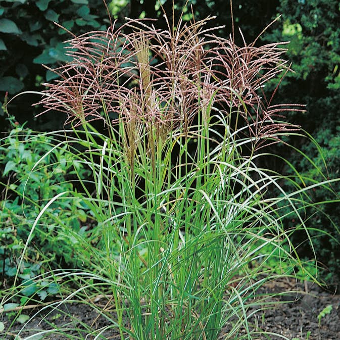 Prydnadsgräs Glansmiskantus @Plant Japanskt Gräs Ferner Osten